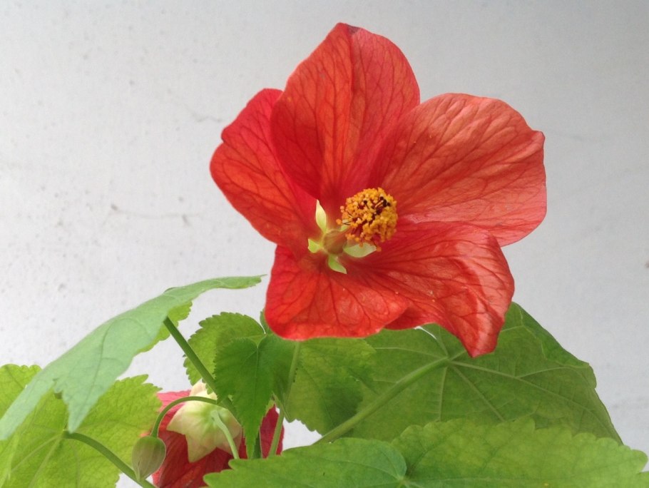 Абутилон Victorian Lady