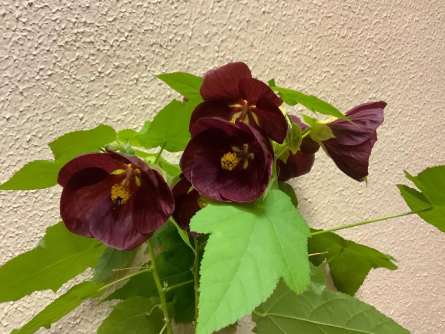 Цветущий клен, контейнерный завод, сад