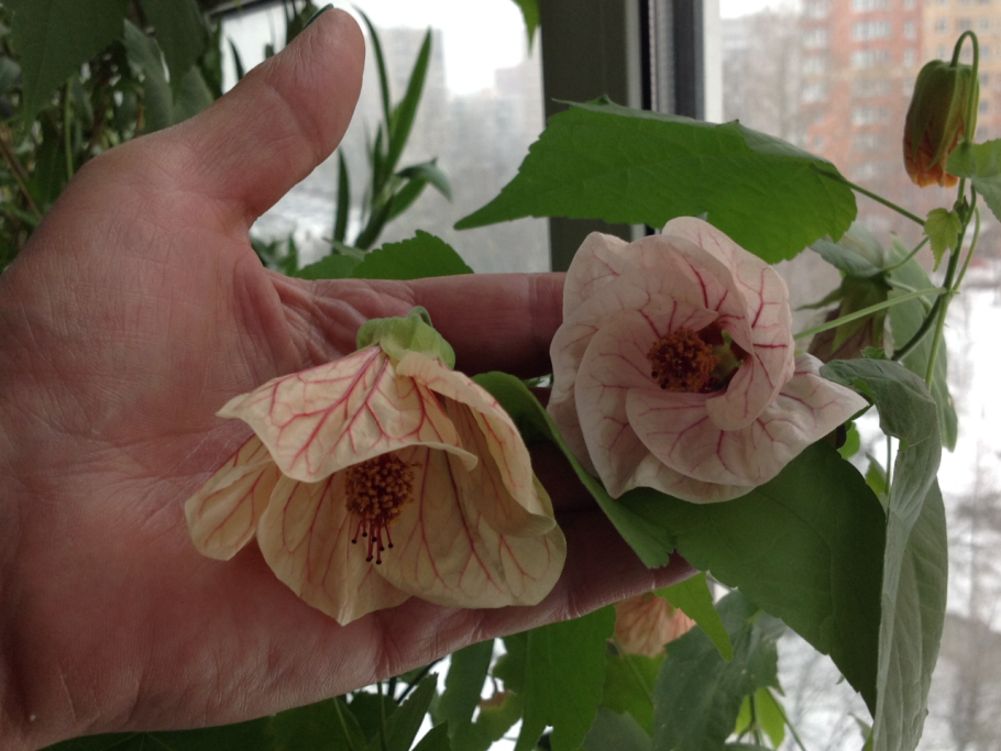 Абутилон розовый махровый