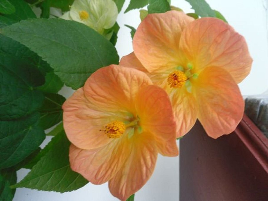 Абутилон Вайт Кинг