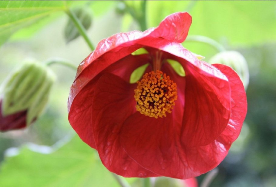 Абутилон гибридный "Аэлита"