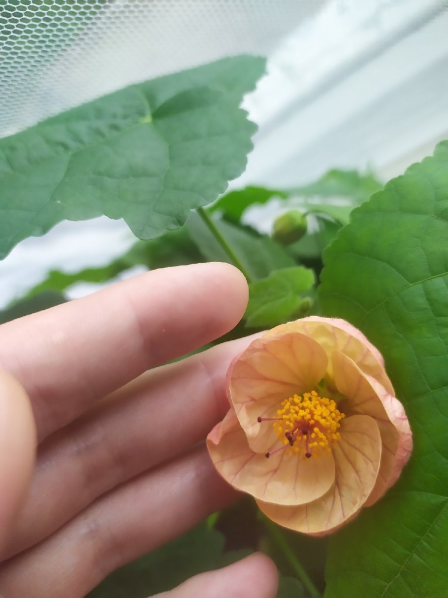 Мальва бутон