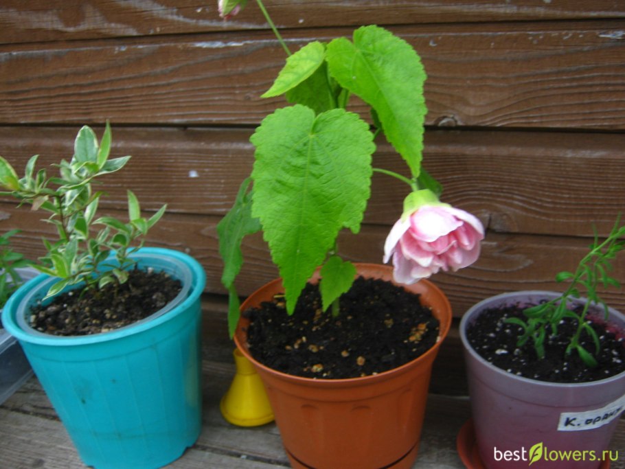 Абутилон Пионерский галстук
