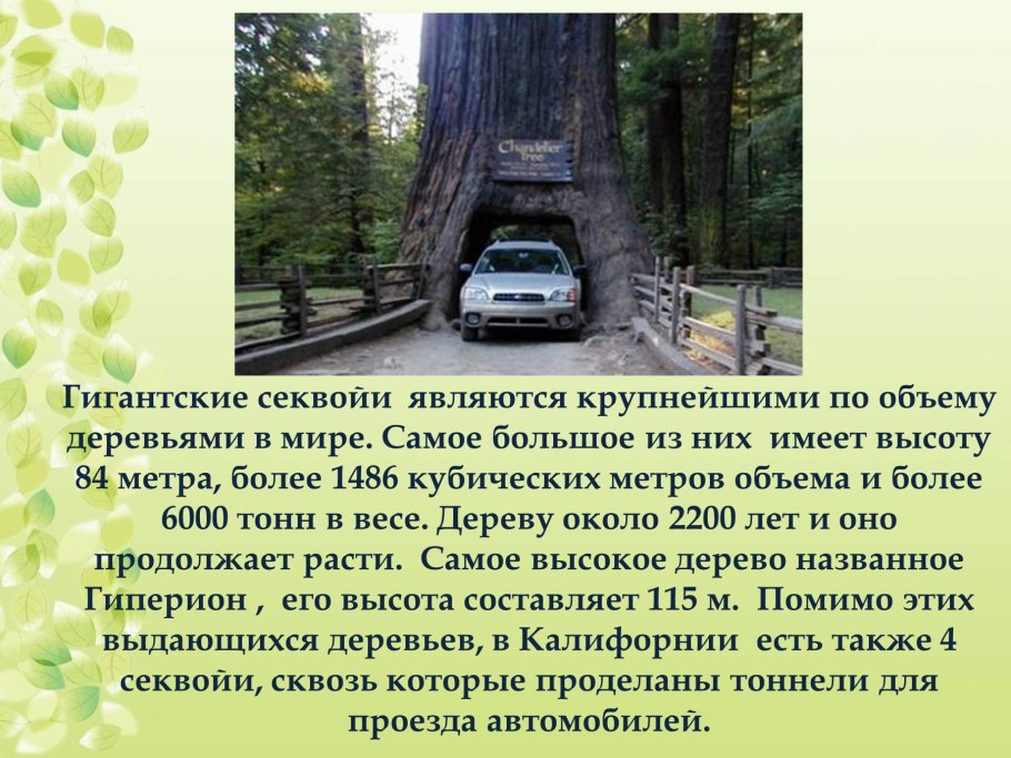 Секвойя презентация