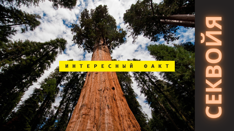 Редвуд дерево