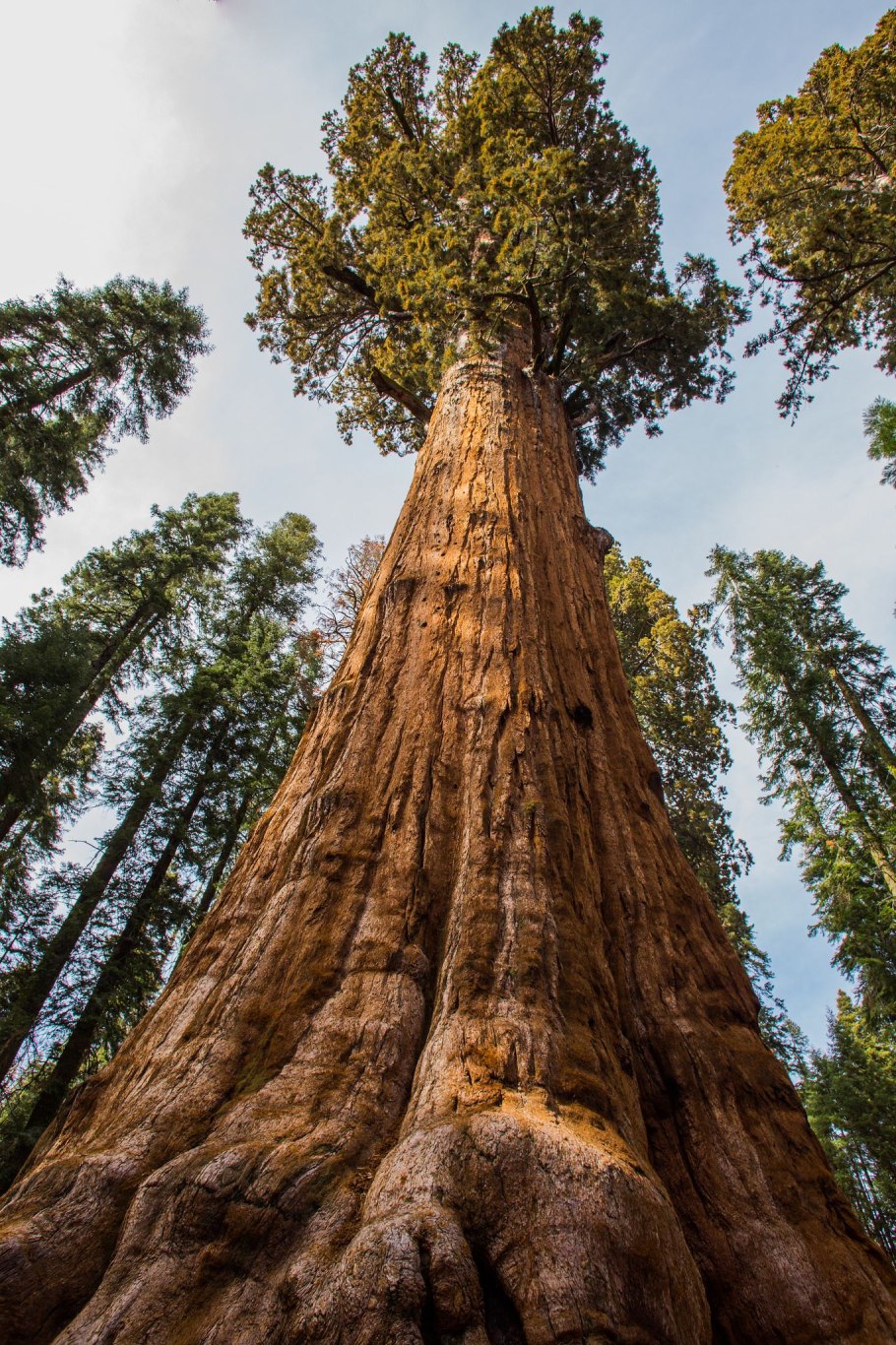 Секвойя ареал