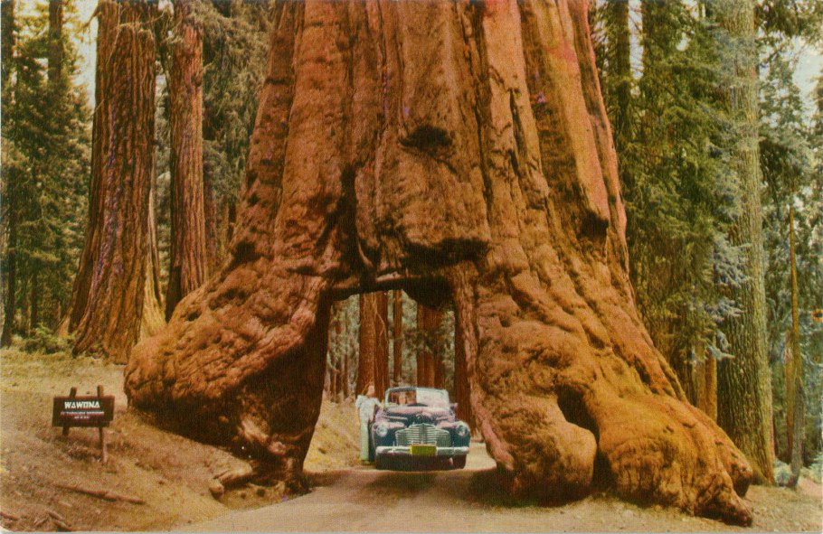 Гиперион дерево сравнение