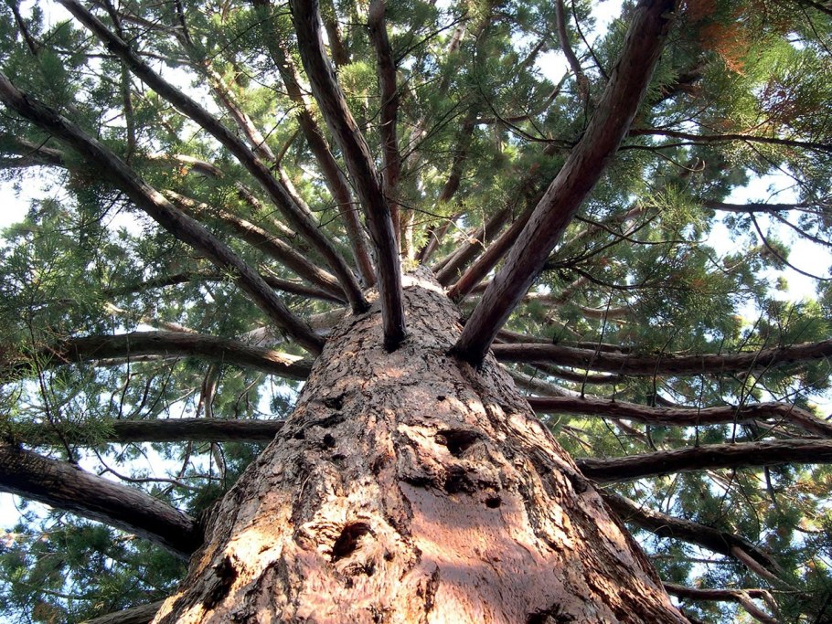Секвойя дерево Гиперион