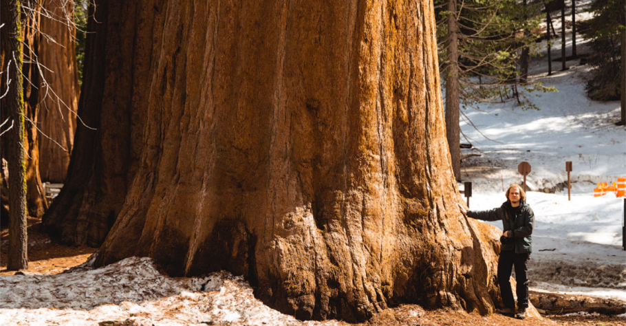 Секвойя вечнозелёная Sequoia sempervirens