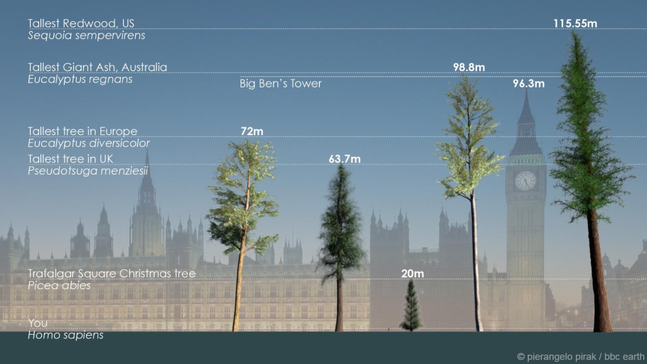 100 Метровое дерево