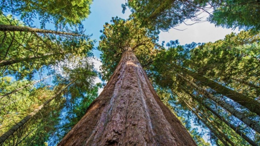 Дерево Секвойя 1892