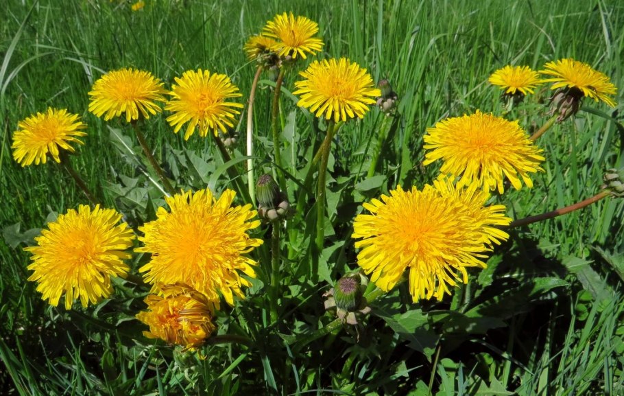 Taraxacum officinale всходы