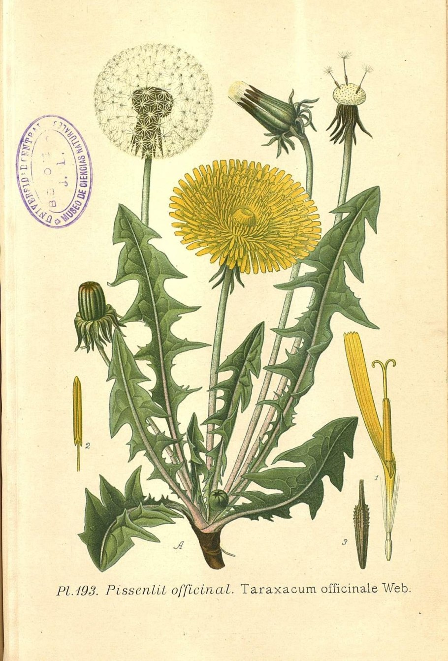 Taraxacum officinale гербарий