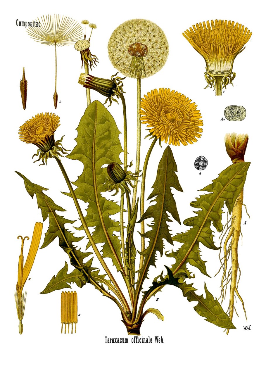Одуванчик лекарственный- Taraxacum officinale web.