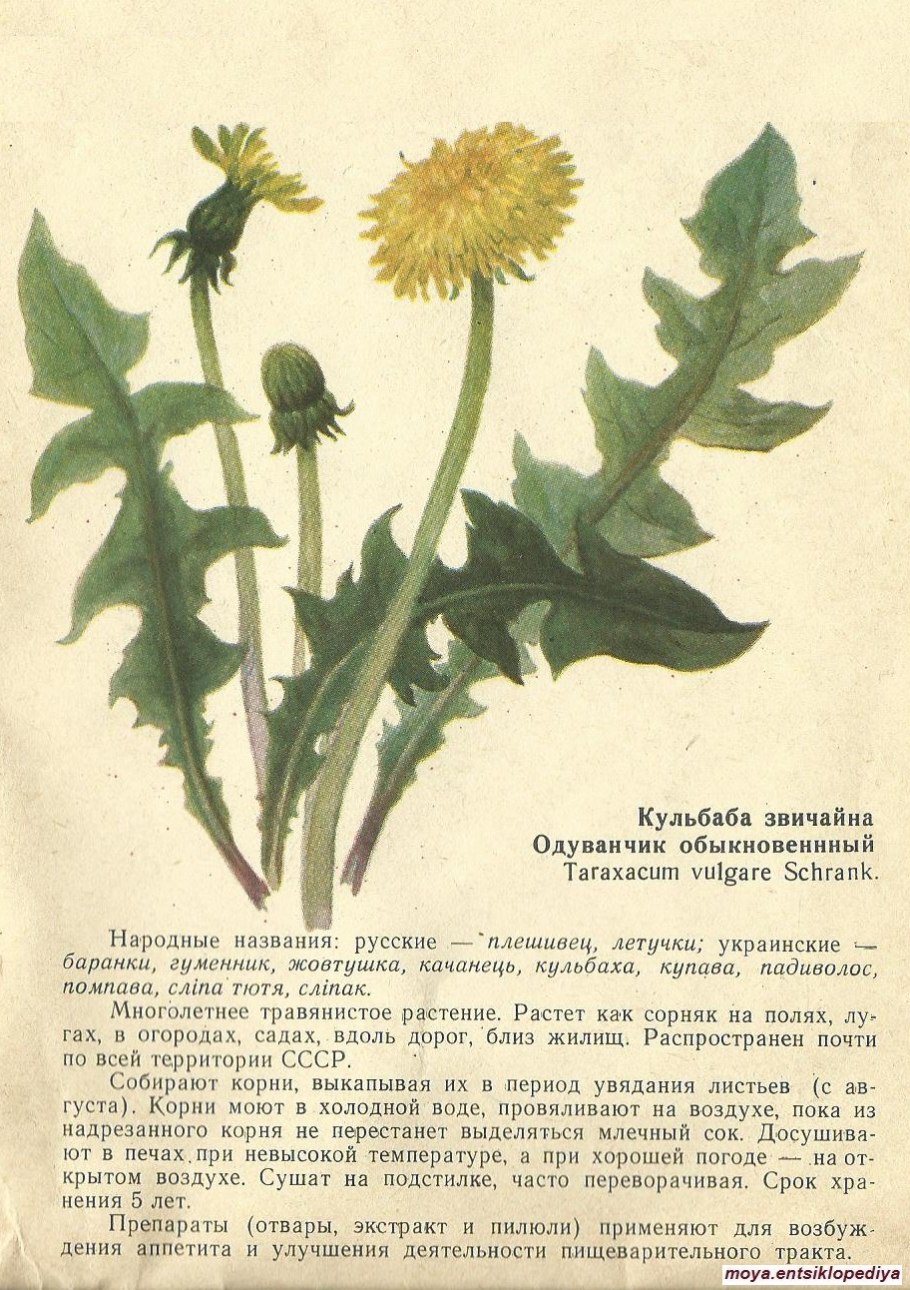 Одуванчик лекарственный- Taraxacum officinale web.