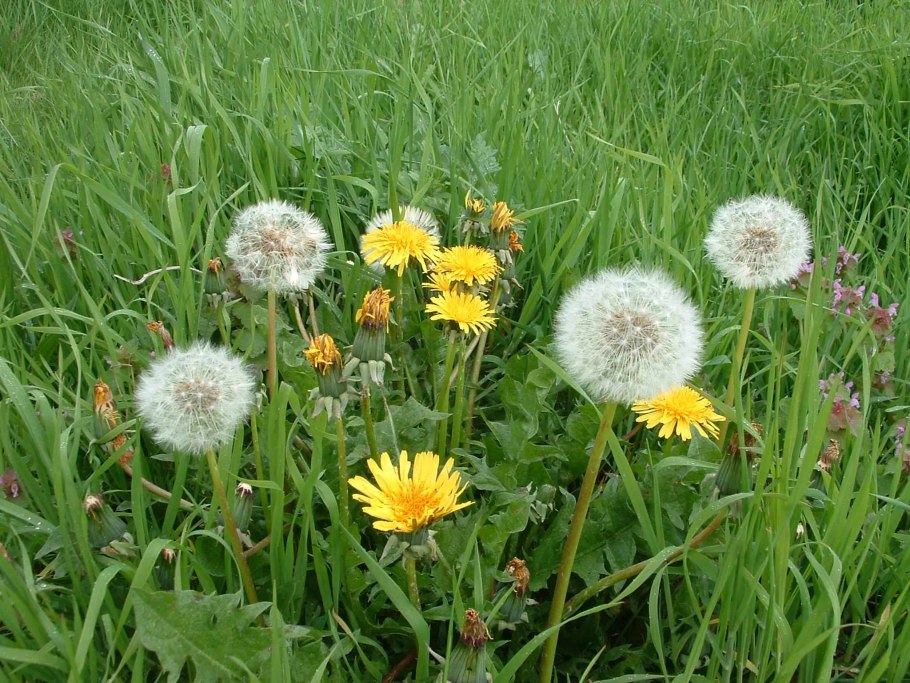 Одуванчик лекарственный- Taraxacum officinale web.