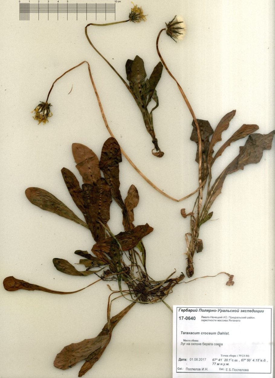 Taraxacum croceum