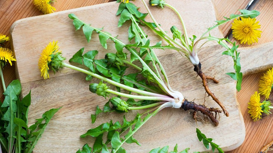 Taraxacum officinale гербарий