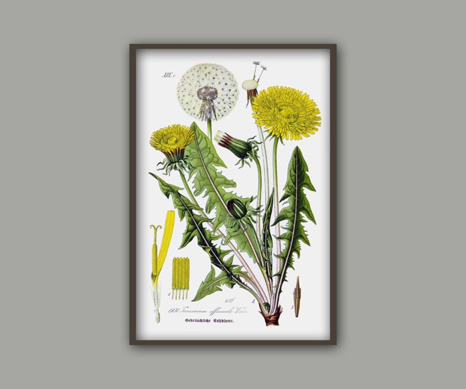 Одуванчик Taraxacum officinale