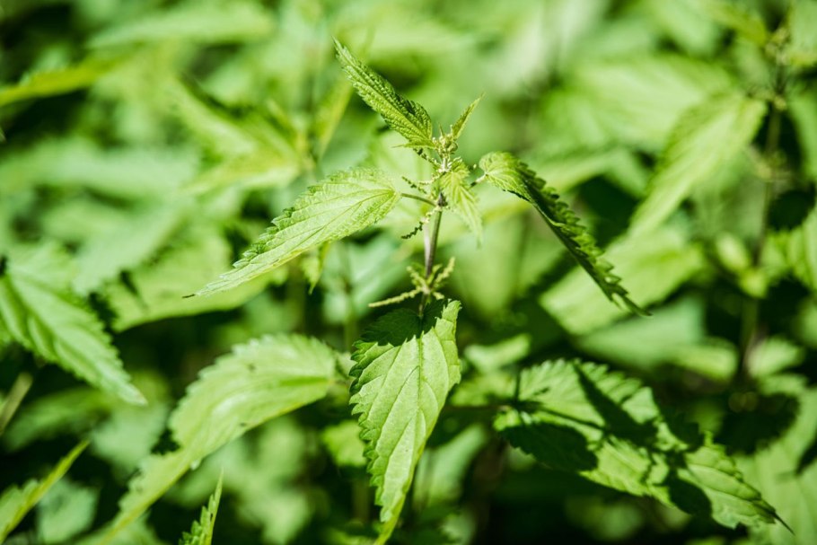 World stinging Nettle eating Championship.