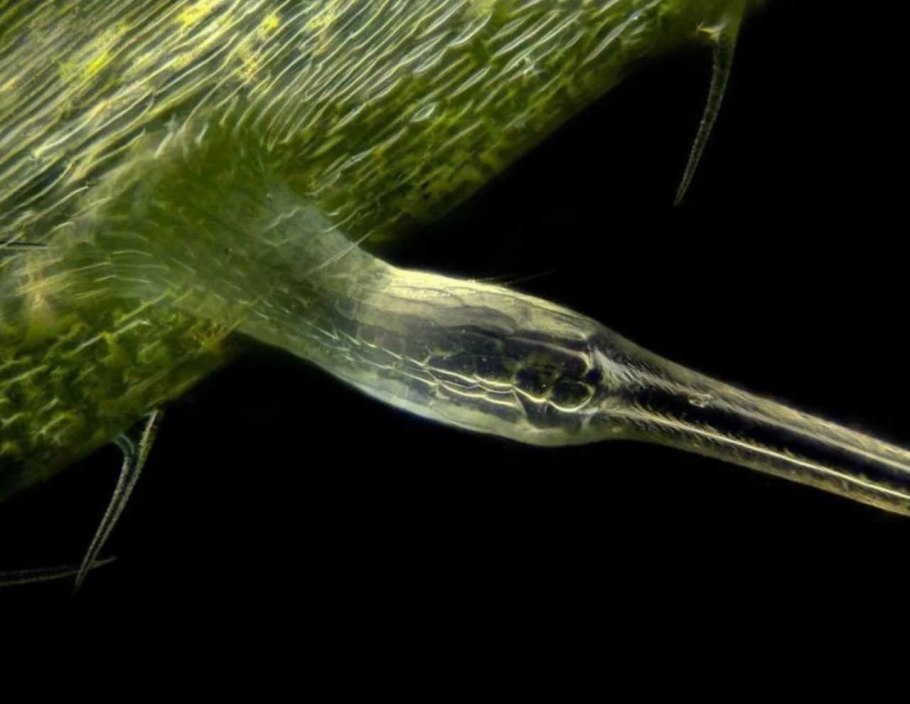 Крапива двудомная (Urtica dioica)