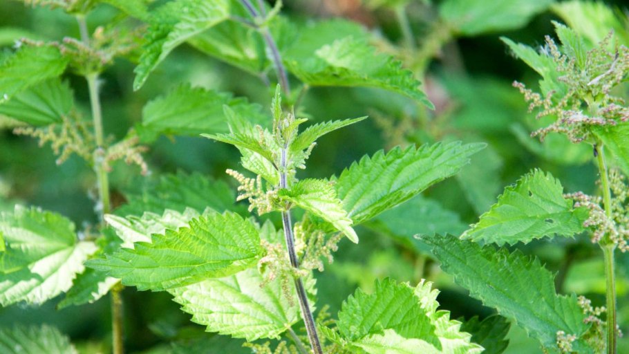 Крапива вблизи