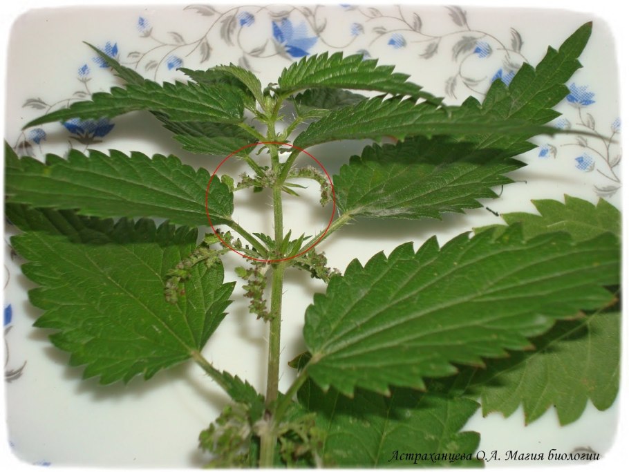 Трихомы крапивы