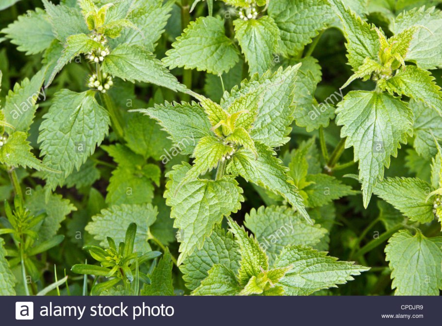 Иглы крапивы под микроскопом