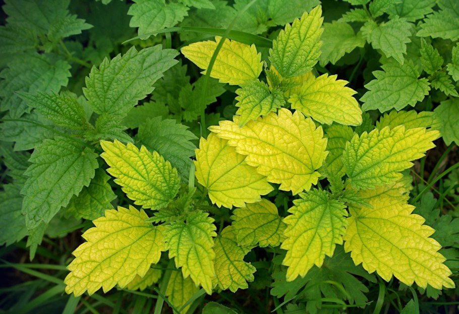 Крапива под дождем