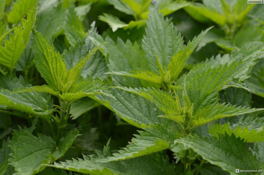 Крапива Тунберга