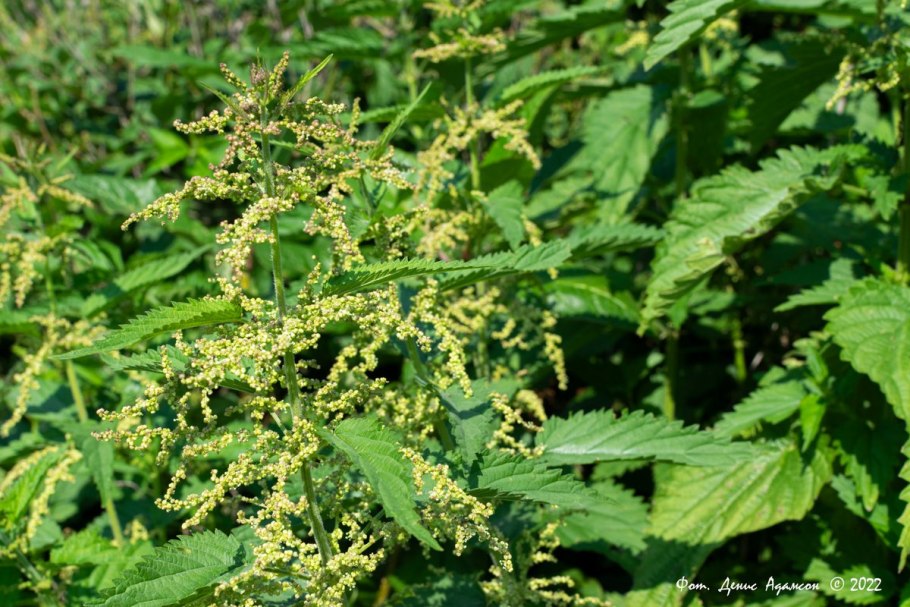 Трихомы крапивы