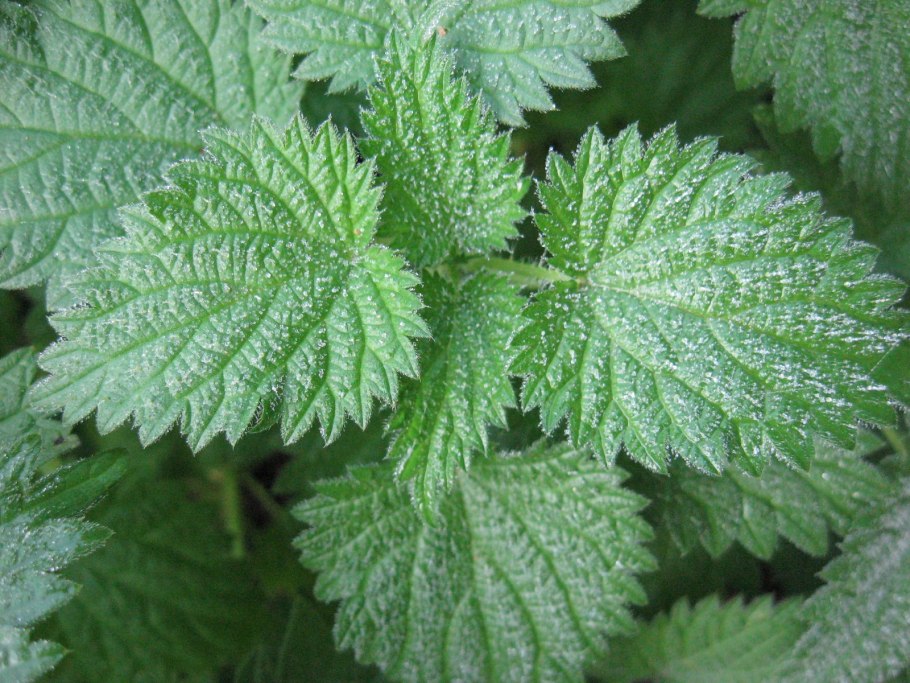 Крапива для волос