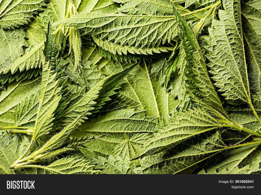 Крапива лист (30 гр)