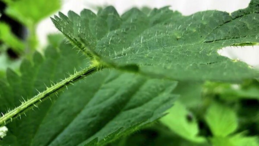 Колючки крапивы