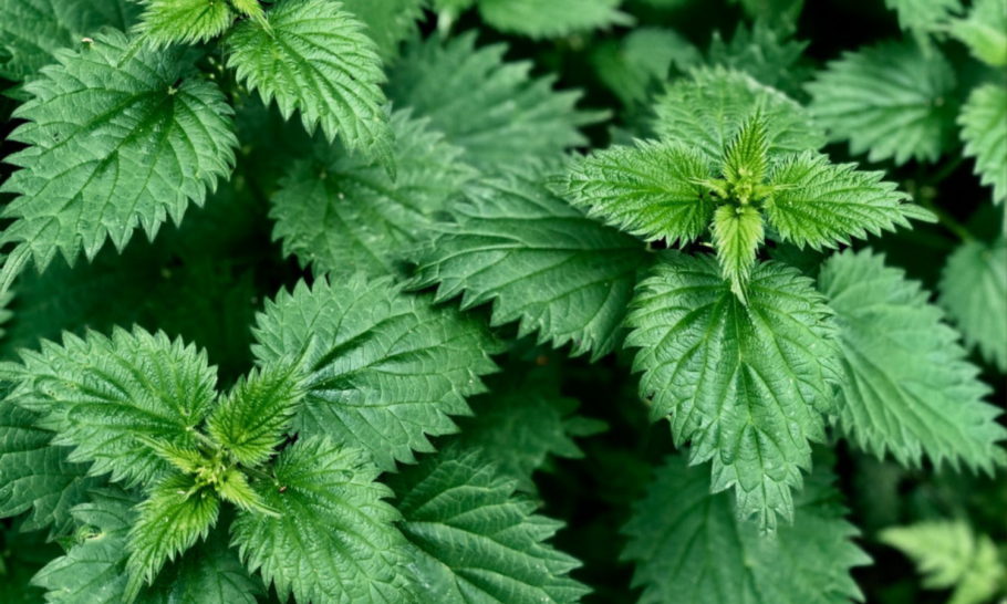 Крапива двудомная Эстетика