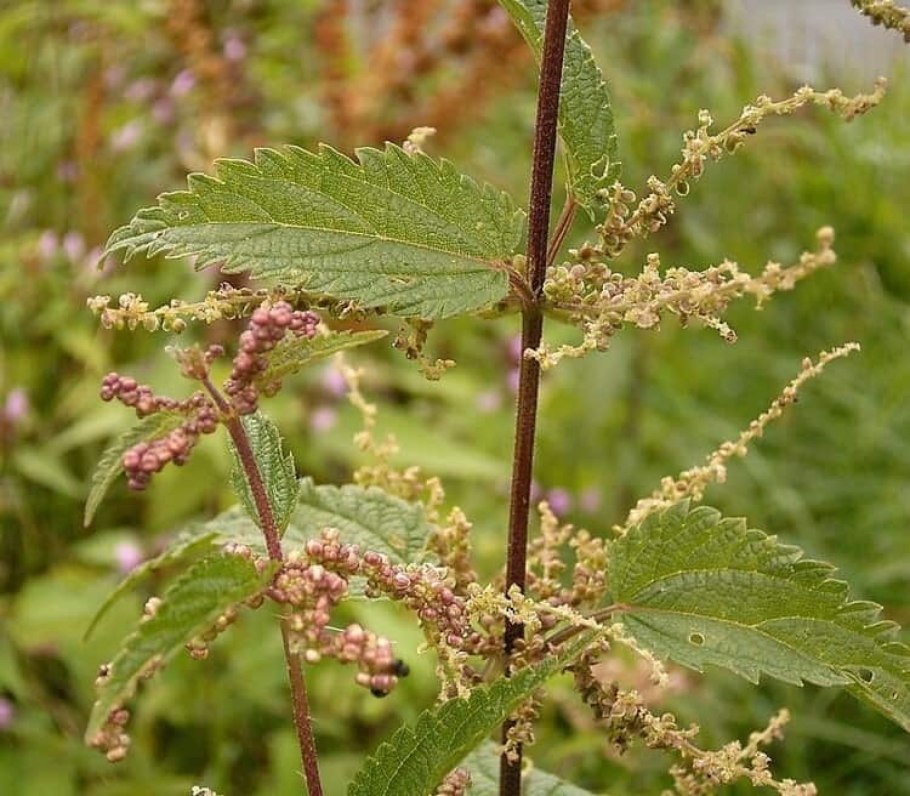 Эфирное масло крапивы