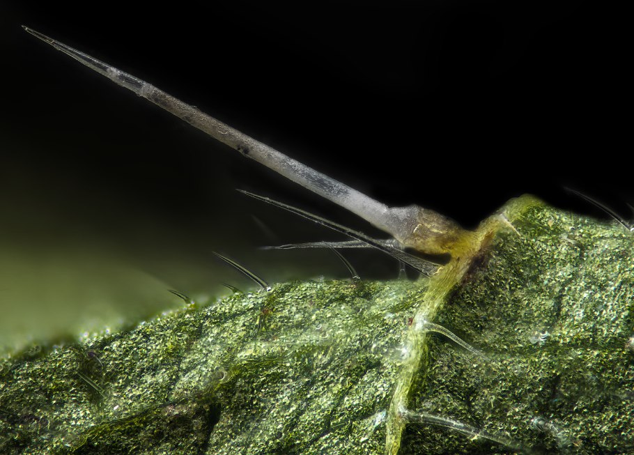 Жало крапивы