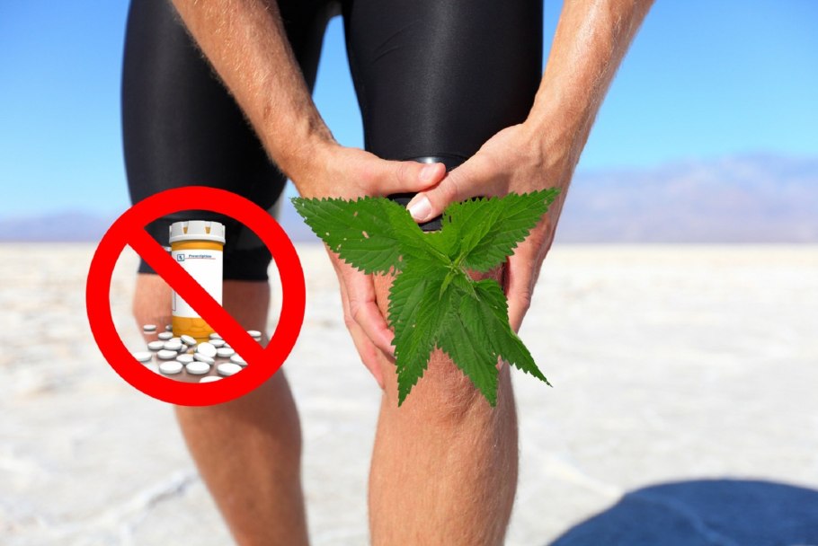 Крапива для суставов