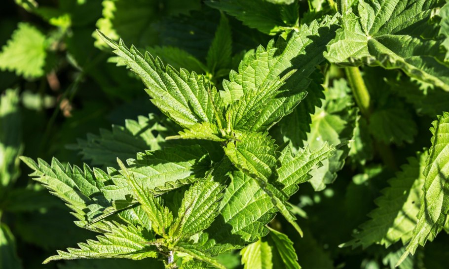 Крапива колючая