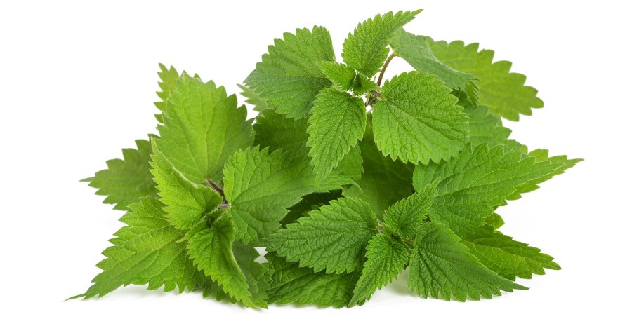 Соцветие крапивы двудомной