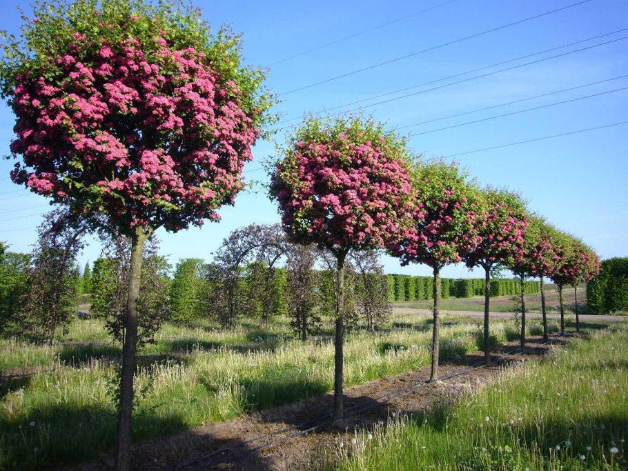 Боярышник Пауль Скарлет на штамбе