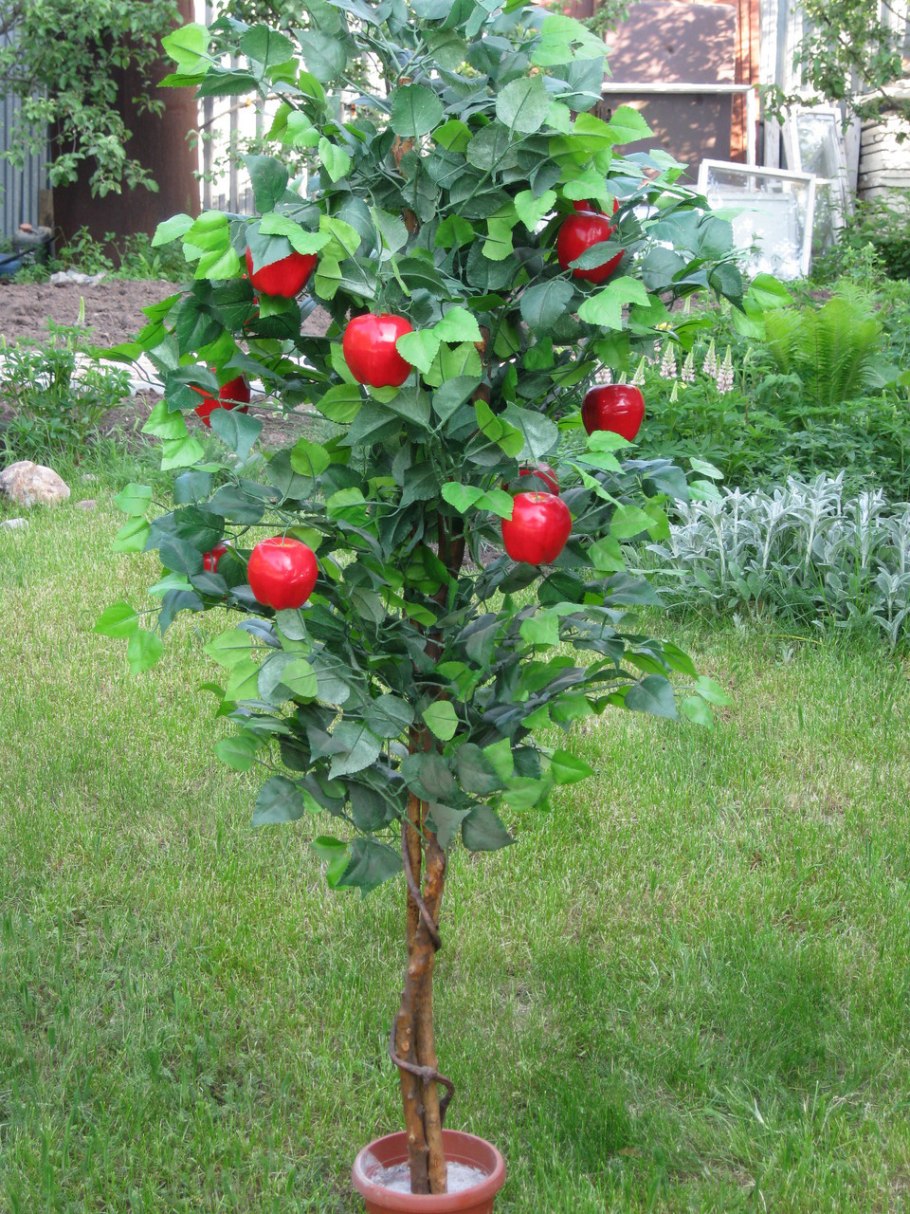 Яблоня штамбовая отличник