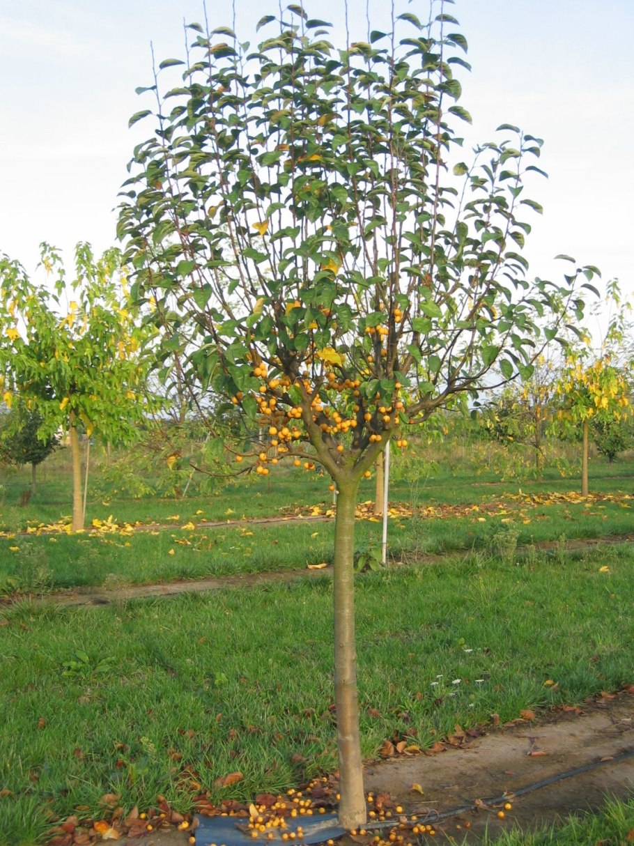 Яблоня Голден Хорнет