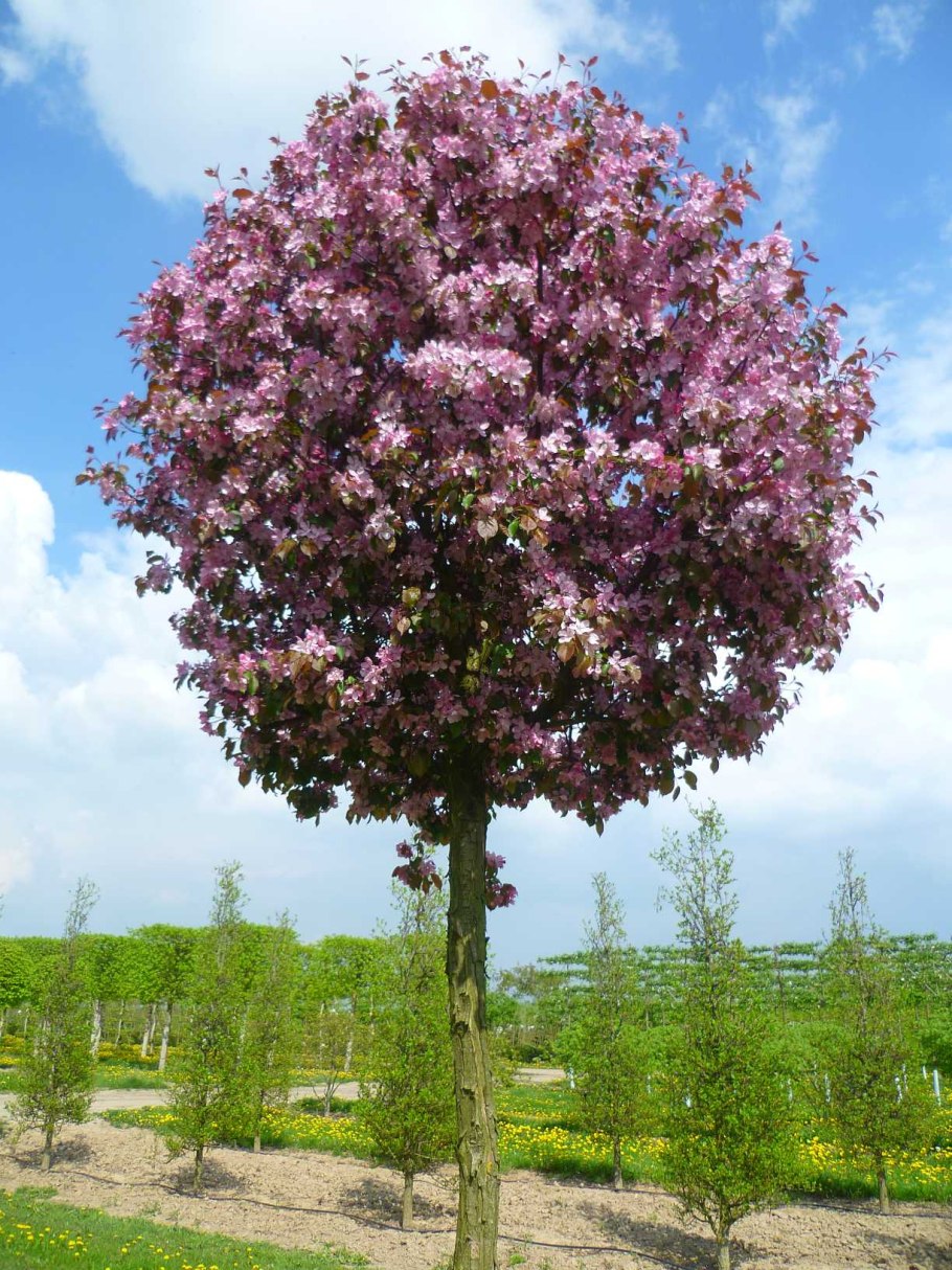 Яблоня Рудольф Malus Rudolph