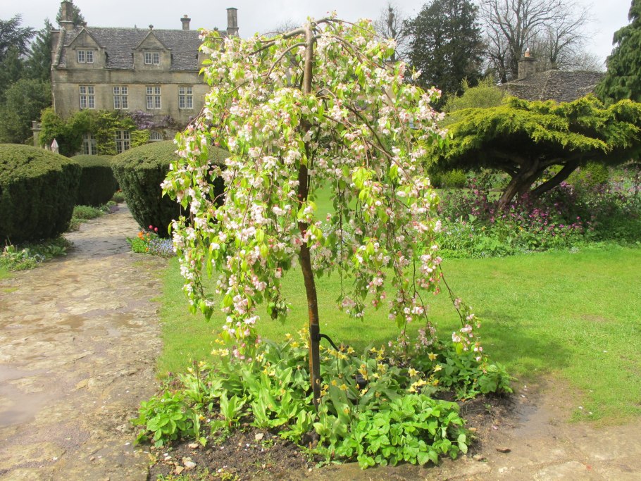 Саженец яблоня с2l