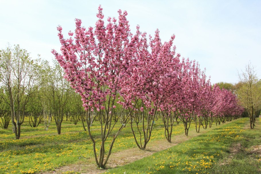 Вишня мелкопильчатая Роял бургунди