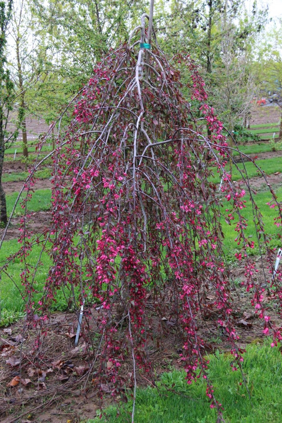 Яблоня Роял Бьюти