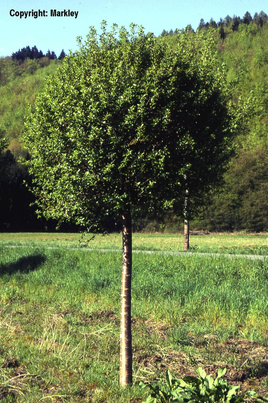Яблоня плакучая Пендула