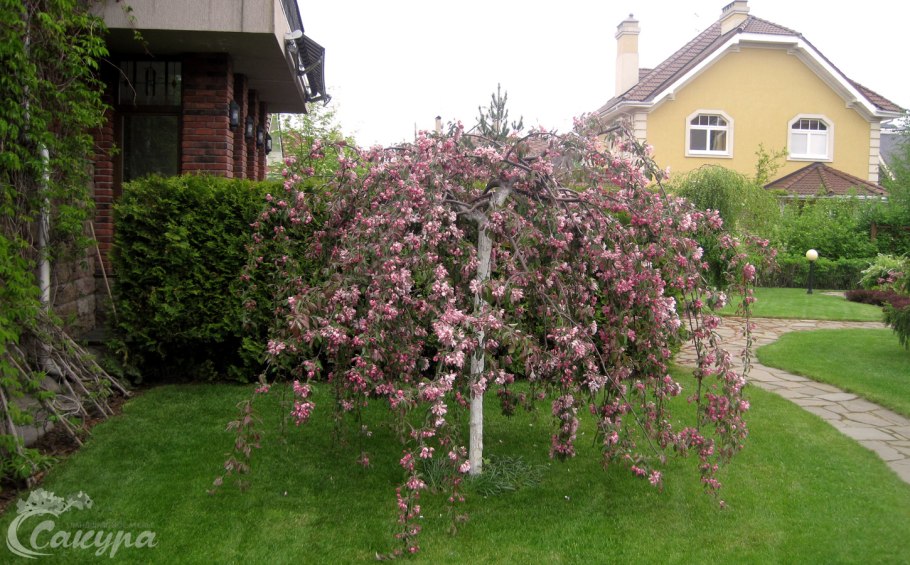 Яблоня Роял Бьюти