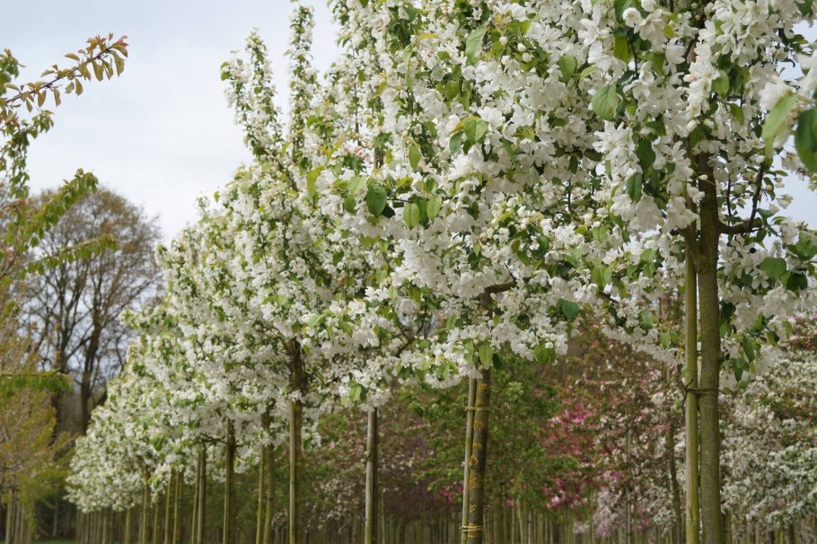 Яблоня декоративная Street Parade